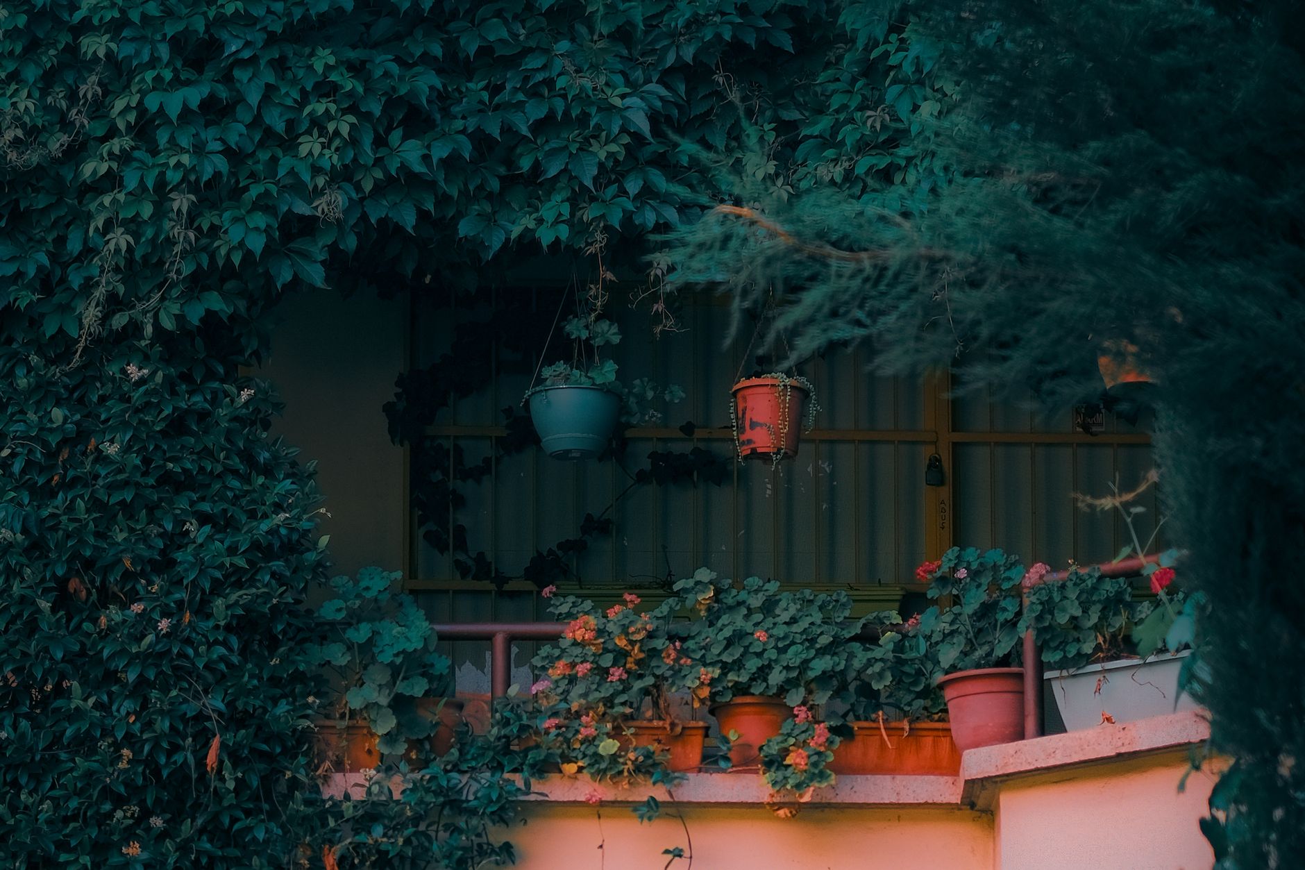 Zielony balkon z bluszczem i kolorowymi wiszącymi doniczkami